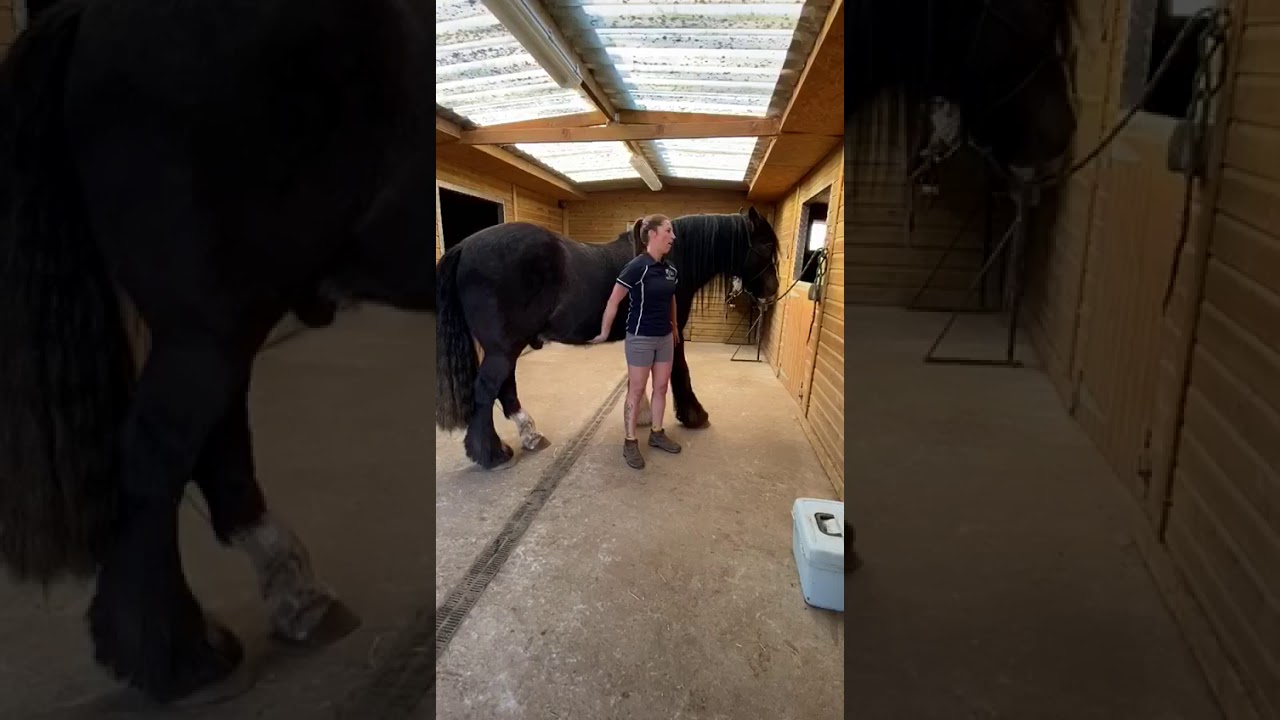 How to massage your horse using the Tapotement technique
