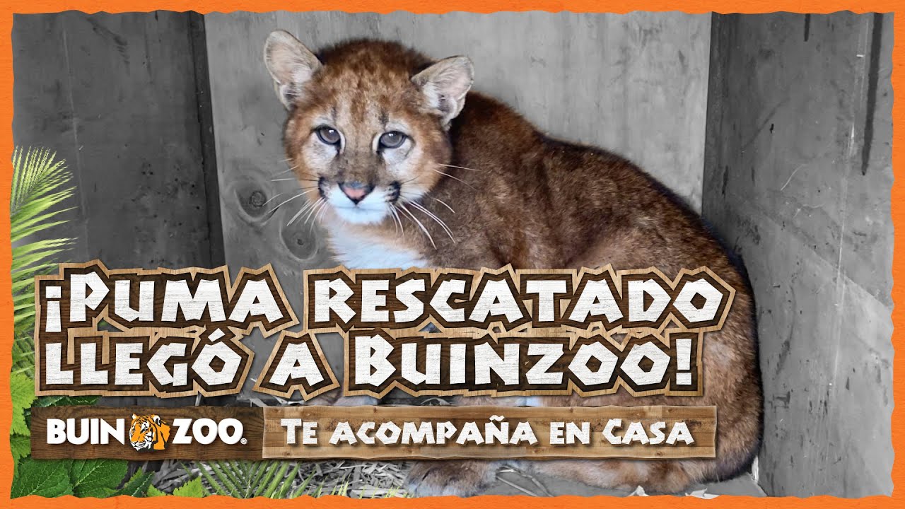 PUMA RESCATADO LLEGA A BUIN ZOO - BUIN ZOO TE ACOMPAÑA EN CASA