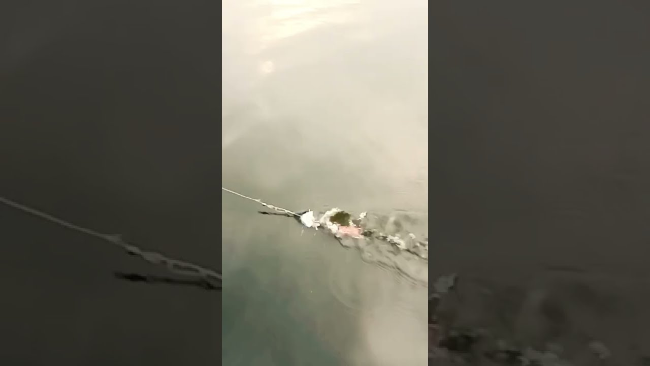 LURE 3 PROPELLER COCOK UNTUK BANGUNKAN TOMAN❗