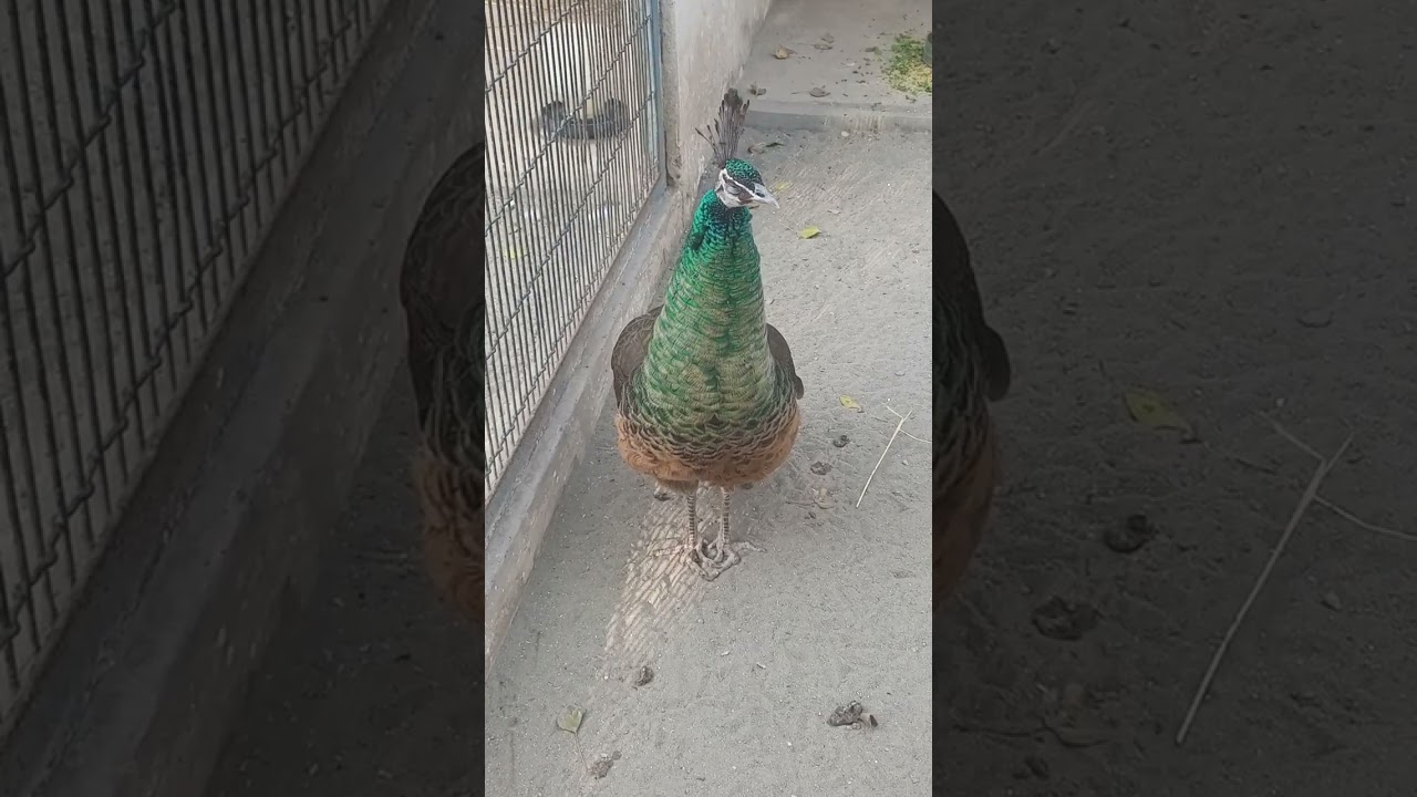 So beautiful green peacock @Lovelybirdsandanimals-4u