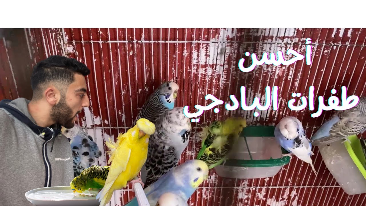 فتح اعشاش البادجي_ ها شنو وجدت لخدمة 2023