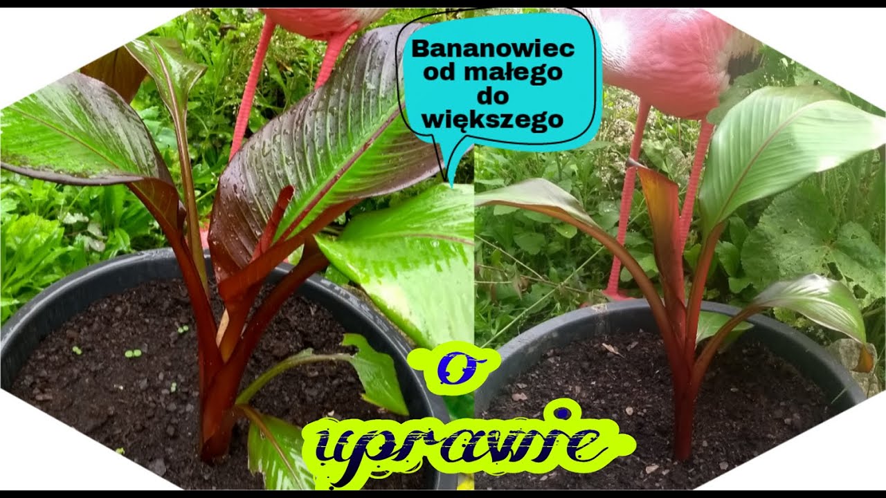 Bananowiec - Ensete Ventricosum Maurelii