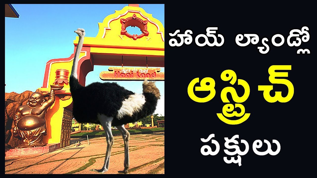 Ostrich and Emu Birds park at Haailand - China Kakani near Mangalagiri