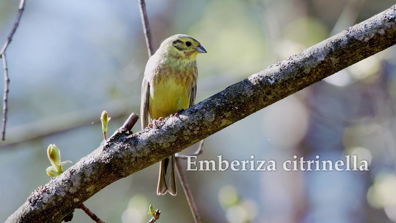 Emberiza citrinella