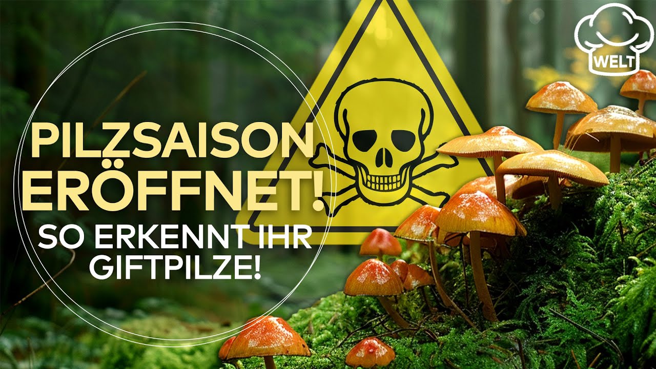 PILZSAISON: Aufgepasst beim Pilze sammeln im Wald! So erkennt man Giftpilze! | FOOD MAGAZIN
