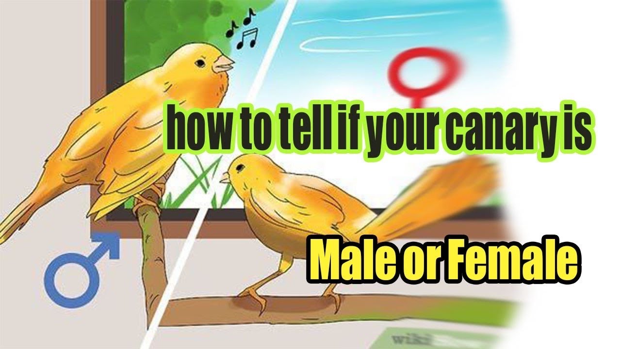How to tell if your canary is male or female