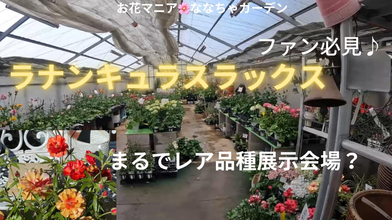 まるで展示会会場🌸【ラナンキュラスラックスの数がすごかった】