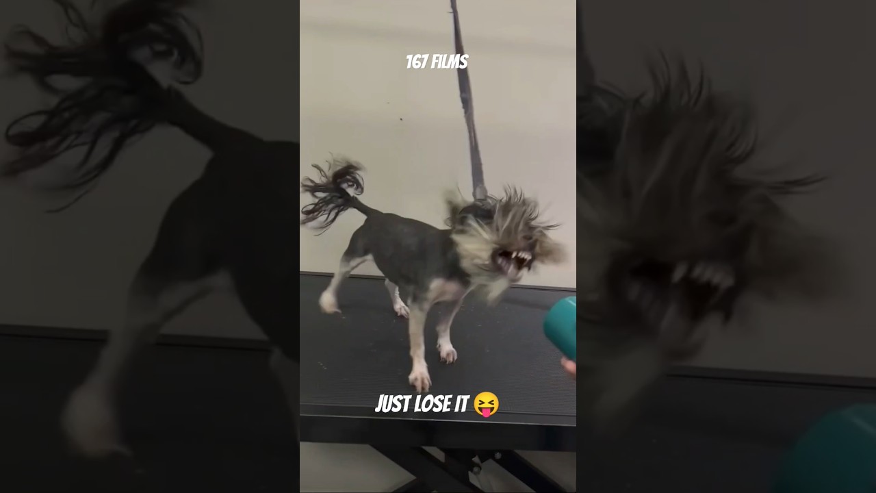 Just Loose It Dog Eminem #dog #dogs #pets #funny #lol #viralvideo #eminem #vet #fyp #viralshort #pet