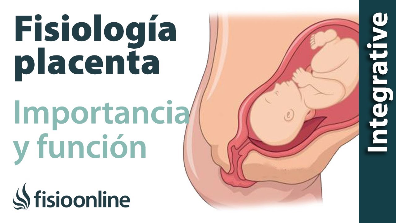 Fisiología, funciones e importancia de la placenta en la nuestra salud