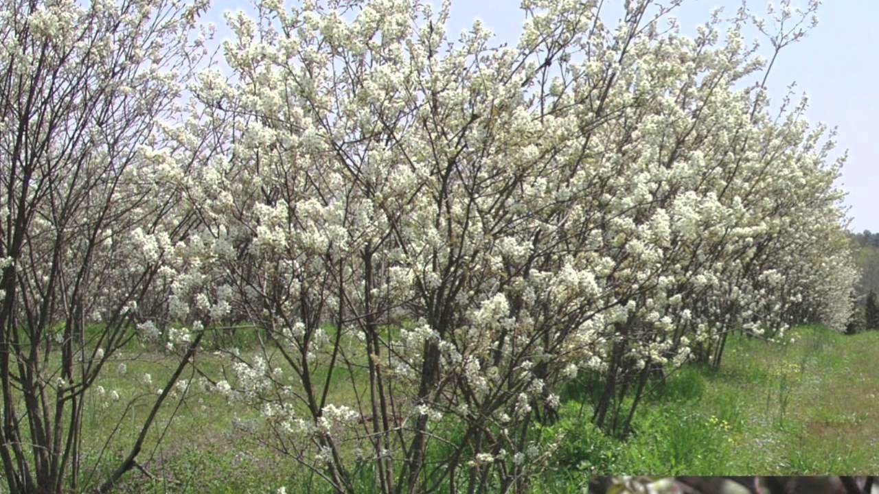 Serviceberry Tree For Sale $1.60