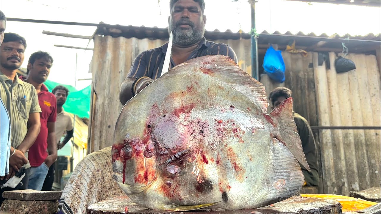 KASIMEDU RAJA BIG SIZE BLACK SPADE FISH CUTTING VIDEO | KASIMEDU FISH CUTTING 