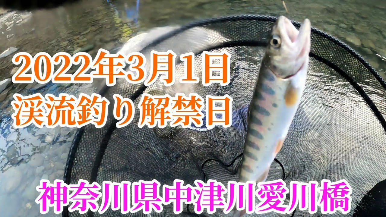 【渓流釣り】2022年3月1日神奈川県中津川#1