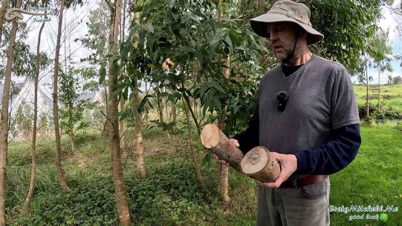 Eucalyptus or Willow Coppice 🤔