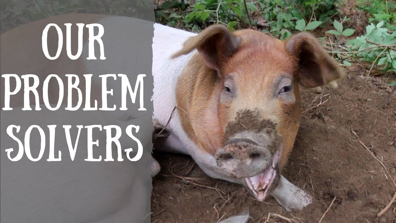 How to use your Pigs to turn Problems into Solutions