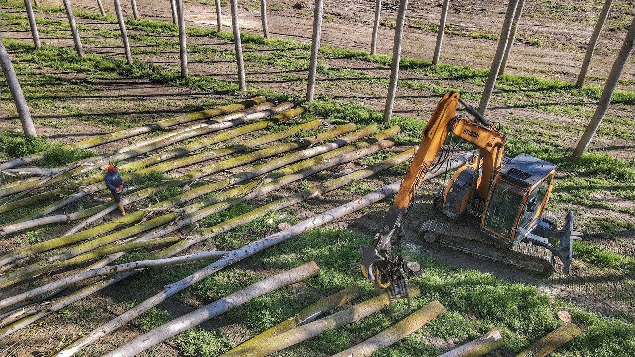 [ABBATTIMENTO] PIOPPETO Forest equipment Hyundai HX145 TEAM RINALDI  STHIL MERLO Forest