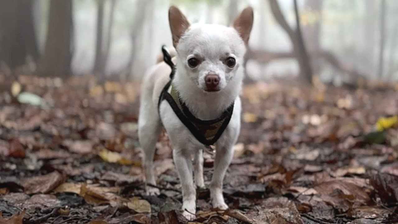 Woman takes home 'unmanageable' chihuahua and got what she deserved