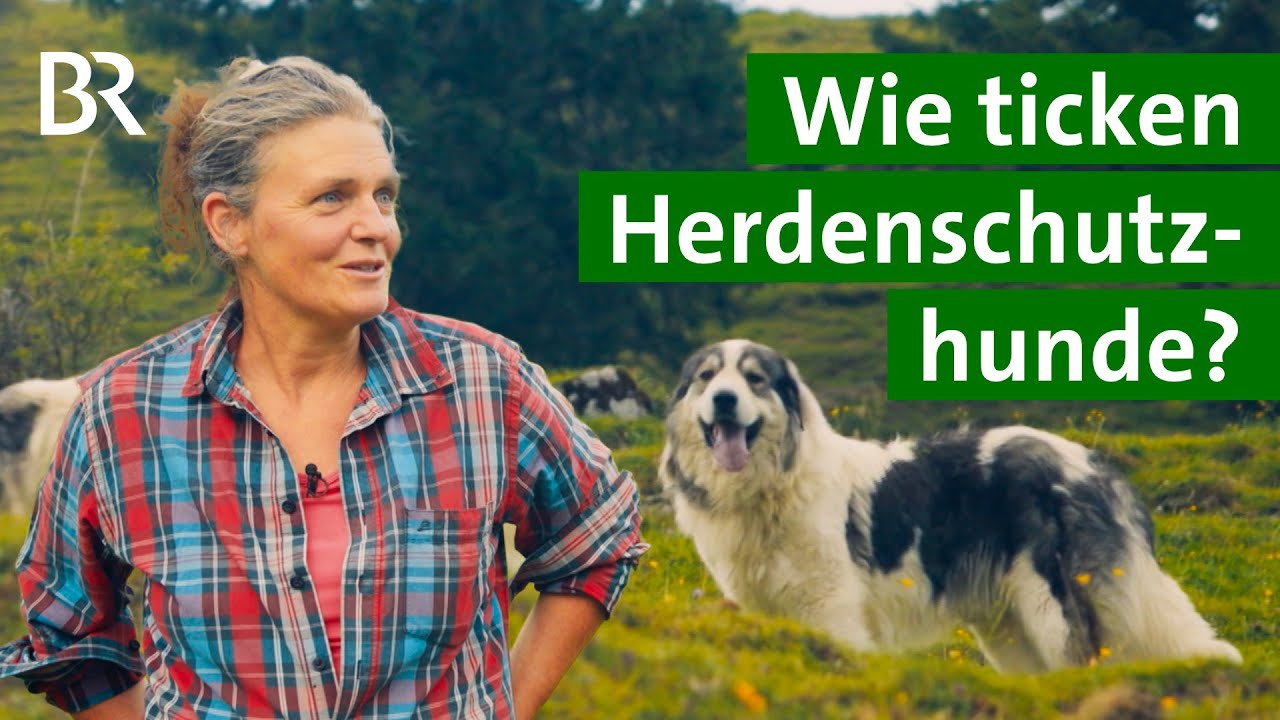 Richtiges Verhalten bei Herdenschutzhunden - so geht's! | Unser Land | BR