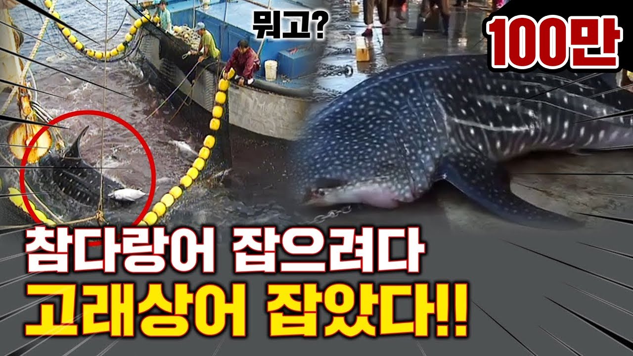 1995년에 무려 310톤 참치 잡은 원양어선 얼마 벌었을까? | 남태평양 참치잡이 원양어선 24시 밀착 다큐멘터리 | 동원수산 참치잡이 동행기