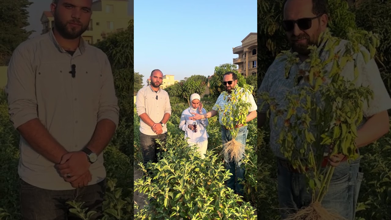 وزير زراعة الغلابة يتحدث عن زراعة الجينسينج والاستفادة من الجزور حتي الورق