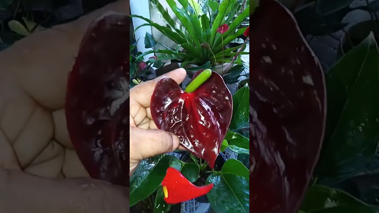 ලස්සන  පැකේජ්   දෙකක් 🌹🌹🌹28  29 පැකේජ් 