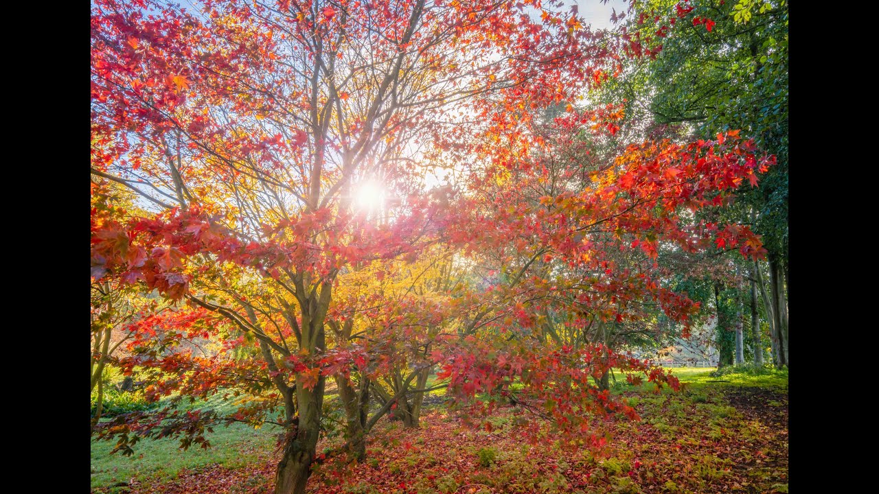 Autumn Garden Photography - photos of flowers, plants and trees in Fall.