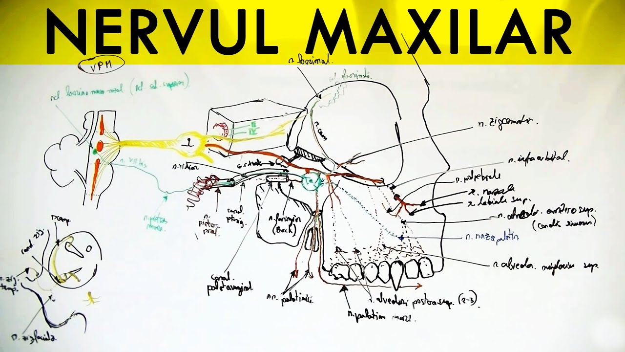 N. Trigemen : Nervul MAXILAR