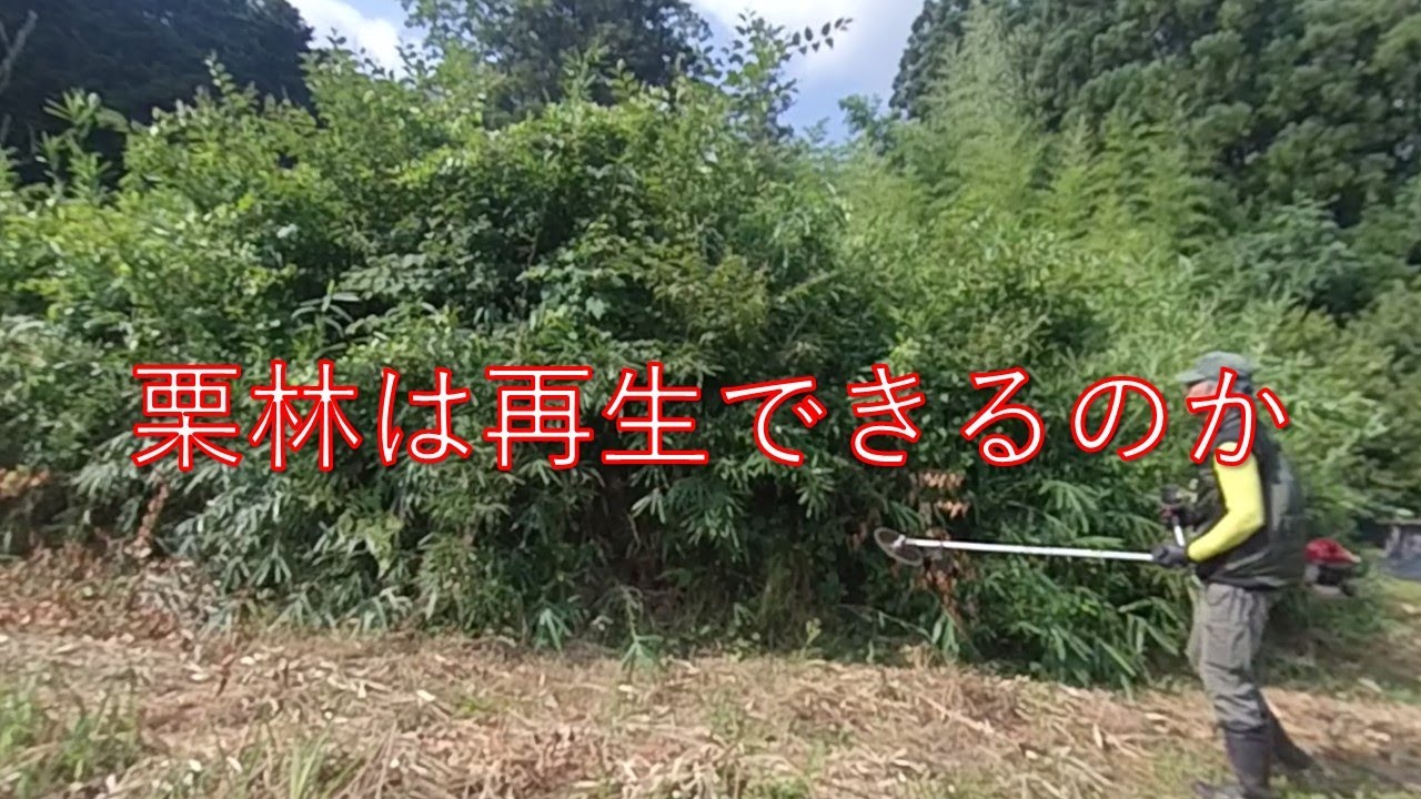 【草刈り】栗林は再生できるのか？