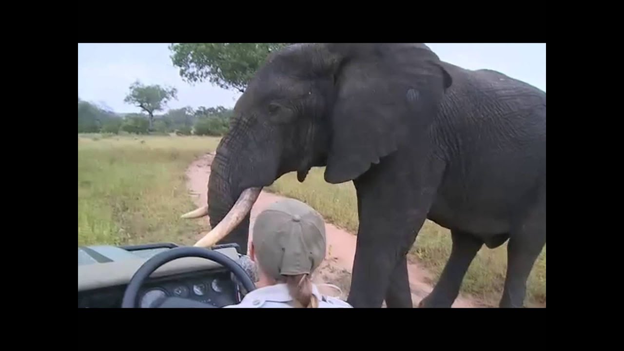 Super Close Male Elephant Encounter on WildEarth Live Safari