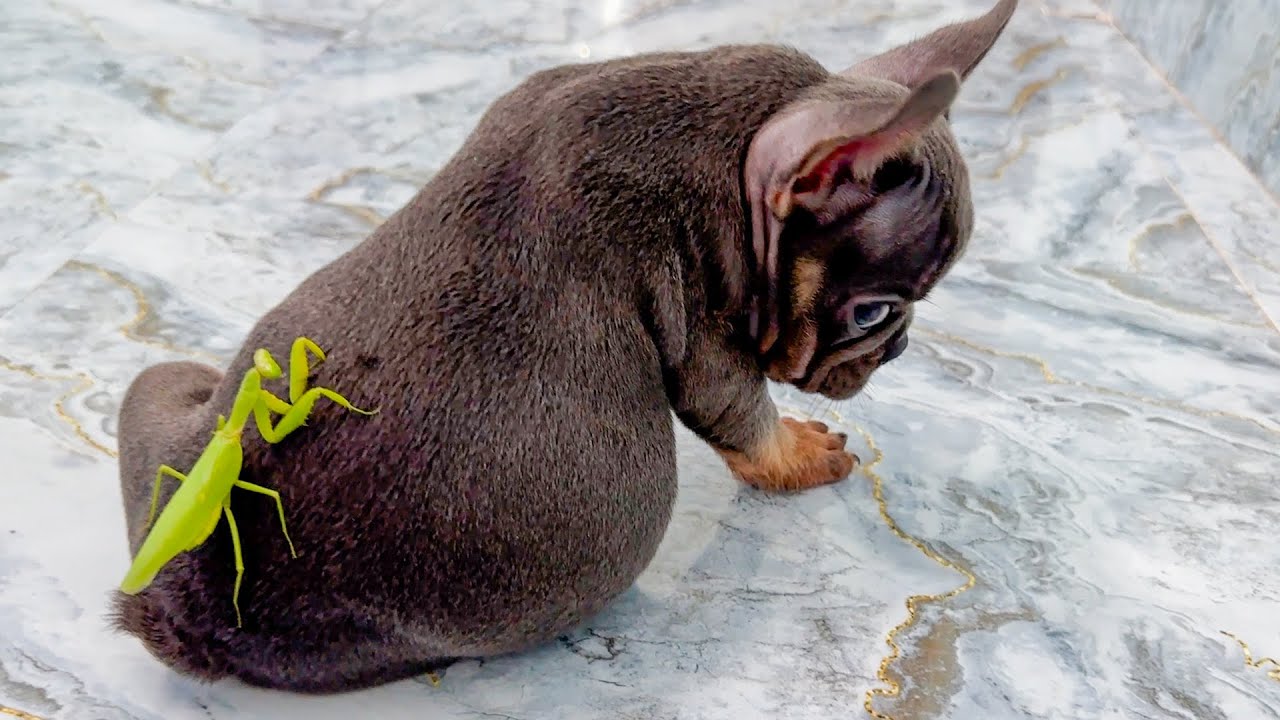 Funny action of Mun Dog when a mantis clings to its back