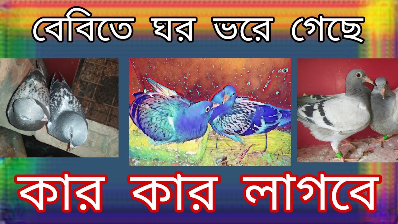 Just for show.choncol media/Bangladesh kobuter palon.magura