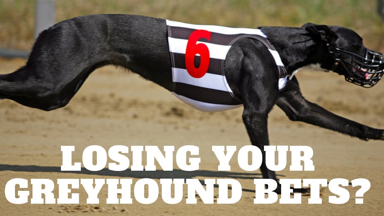 Losing Your Greyhound Bets? | Simple Greyhound System To Follow