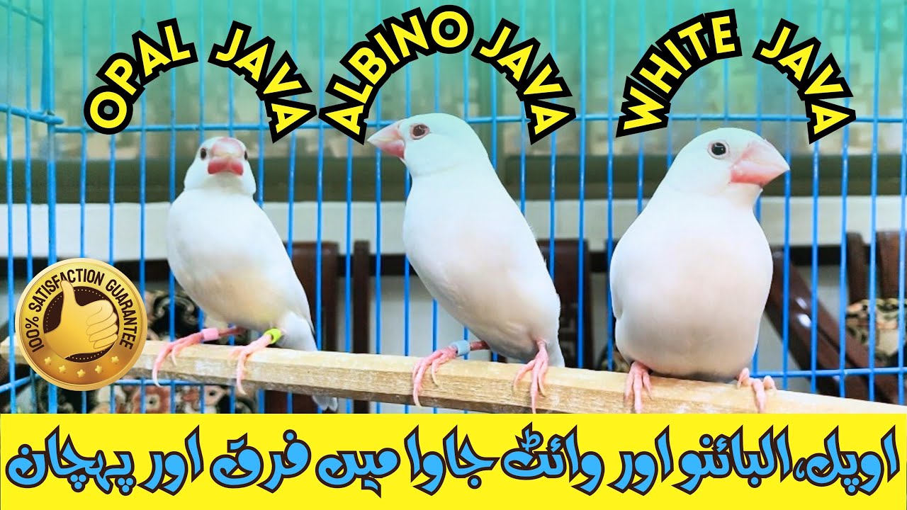 DIFFERENCE AND RECOGNITION IN OPAL JAVA , ALBINO JAVA AND WHITE JAVA