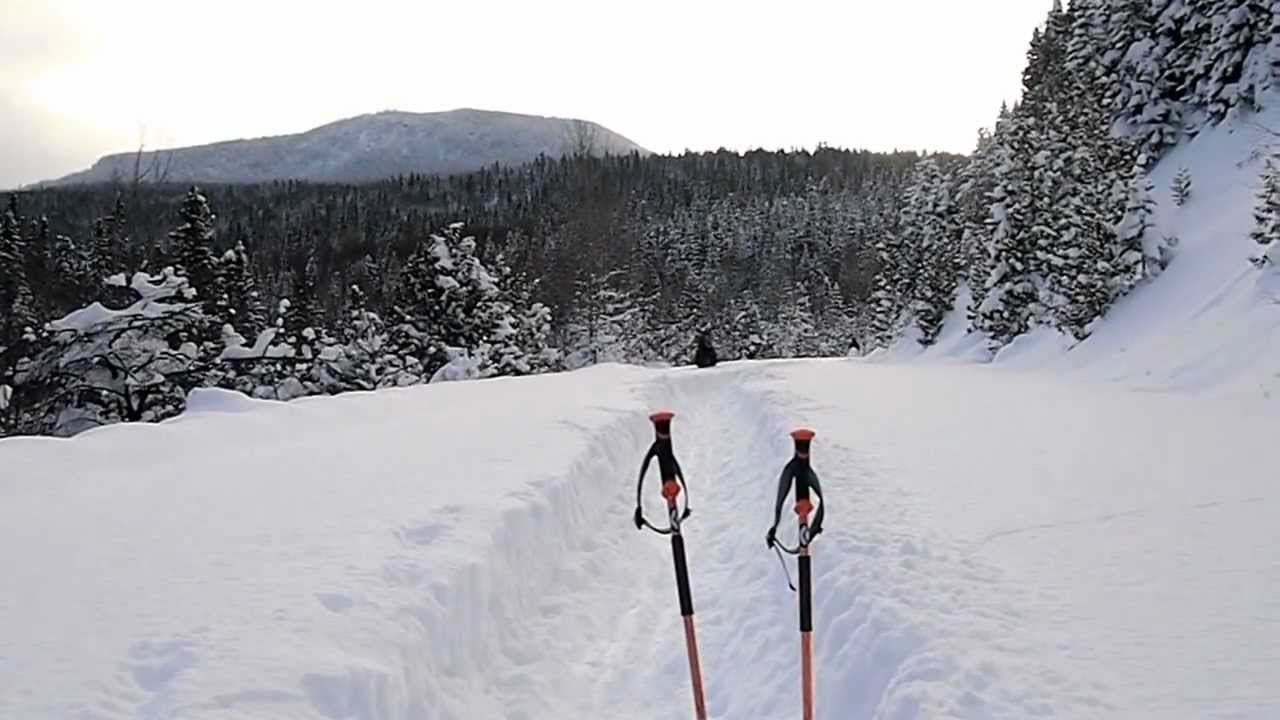 Trapped moose running past us