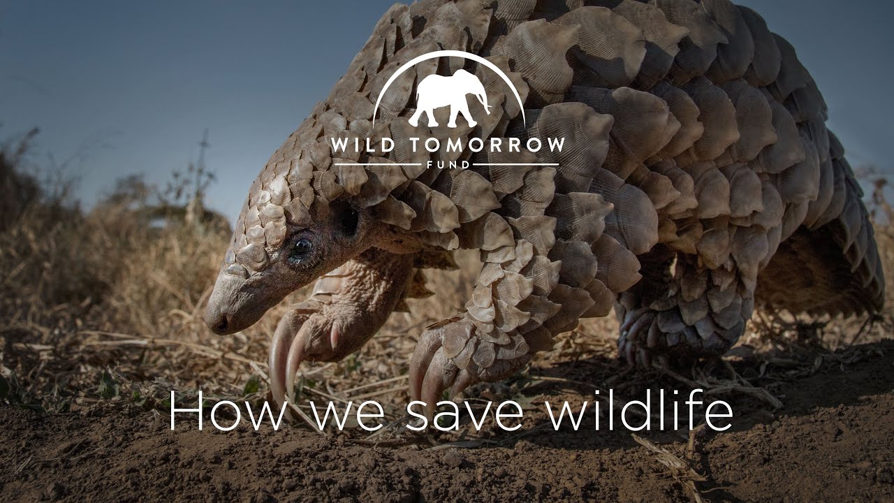 How we save wildlife