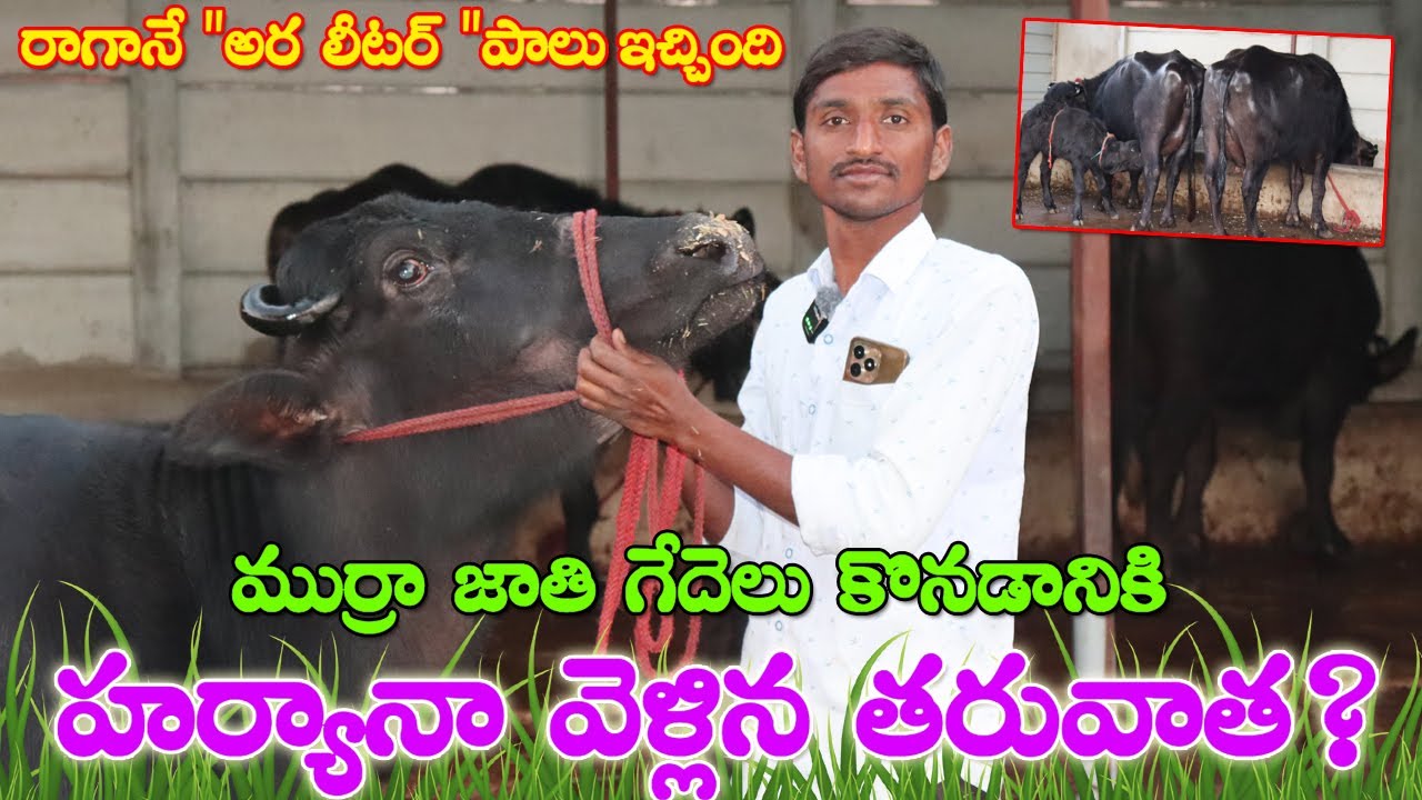 గేదెలు కొనడానికి హర్యానా వెళ్ళిన తరువాత? రాగానే అర లీటరు పాలు ఇచ్చింది|గేదెలు ఎంచుకొనే విధానం?