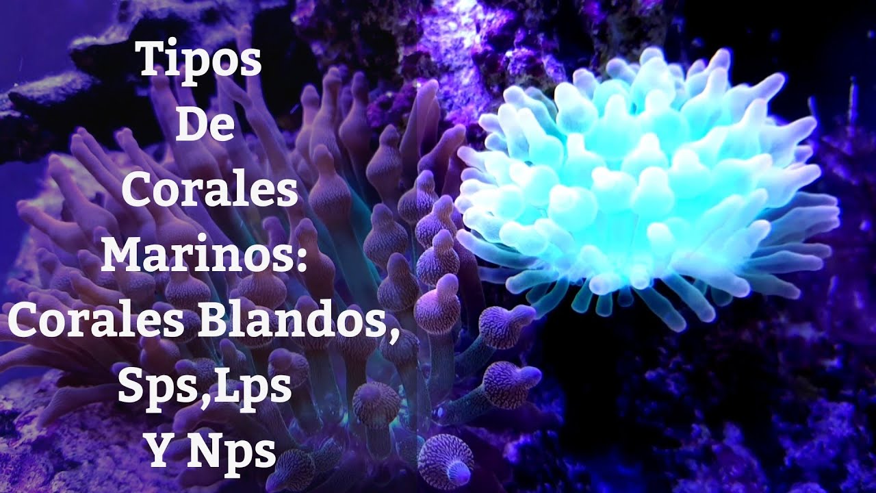 🔵 Tipos De Corales Marinos,Corales Blandos,Sps,Lps Y Nps (Acuarios MB)