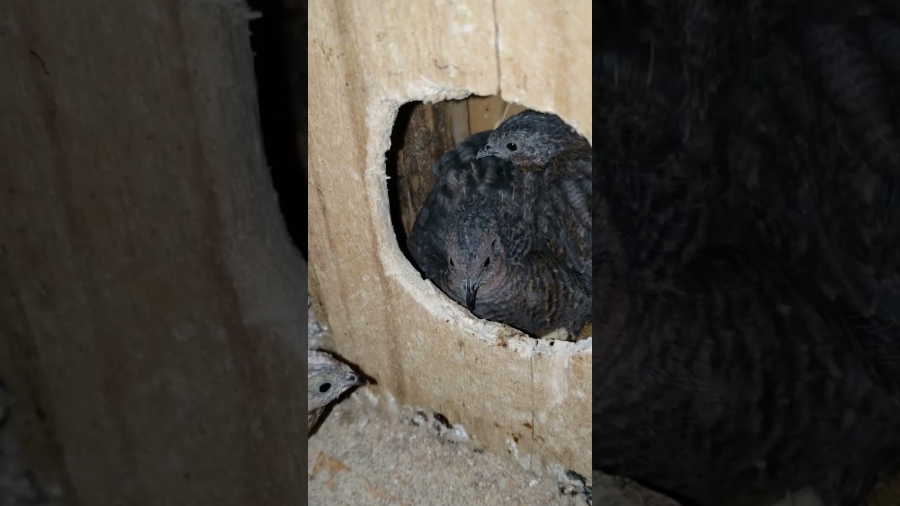 codorna chinesa conseguiu chocar mesmo com os outros filhotes juntos ❤ #codornas #aves #codorniz