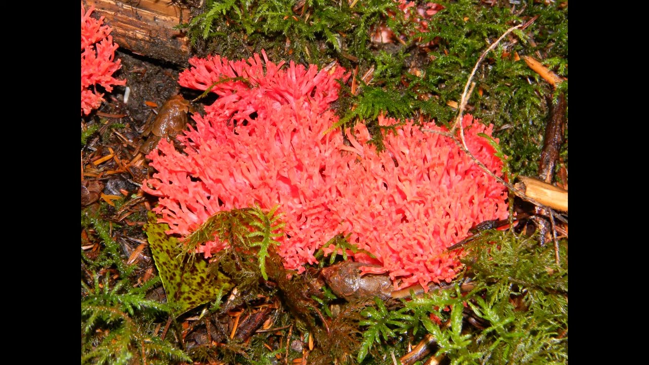 Ramaria araiospora