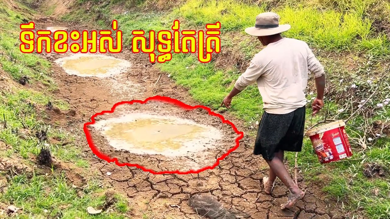 ទឹករីងអស់ ត្រីនៅមួយកូនក្រឡុក ត្រីស្រែធម្មជាតិសុទ្ធ១០០%