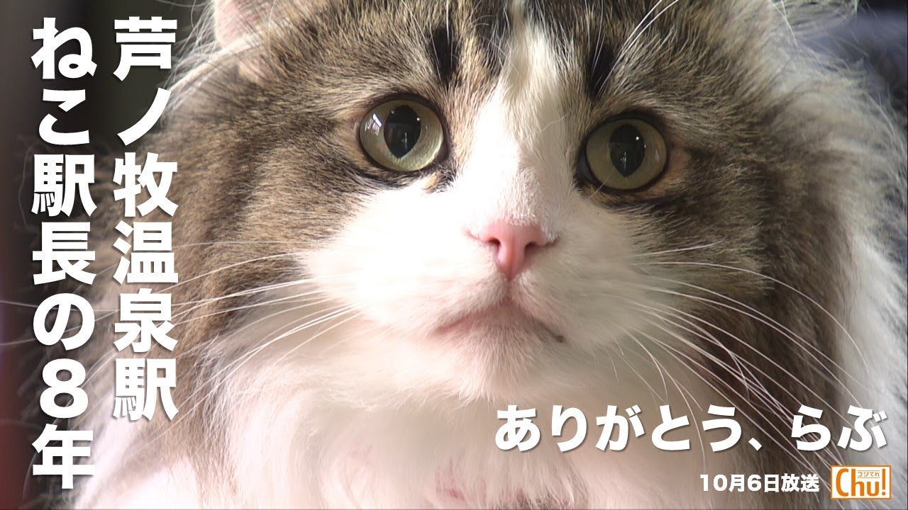 【追悼】ねこ駅長「らぶ」８年の軌跡　療養中は『列車の音が聞こえると窓から駅の方向を…』