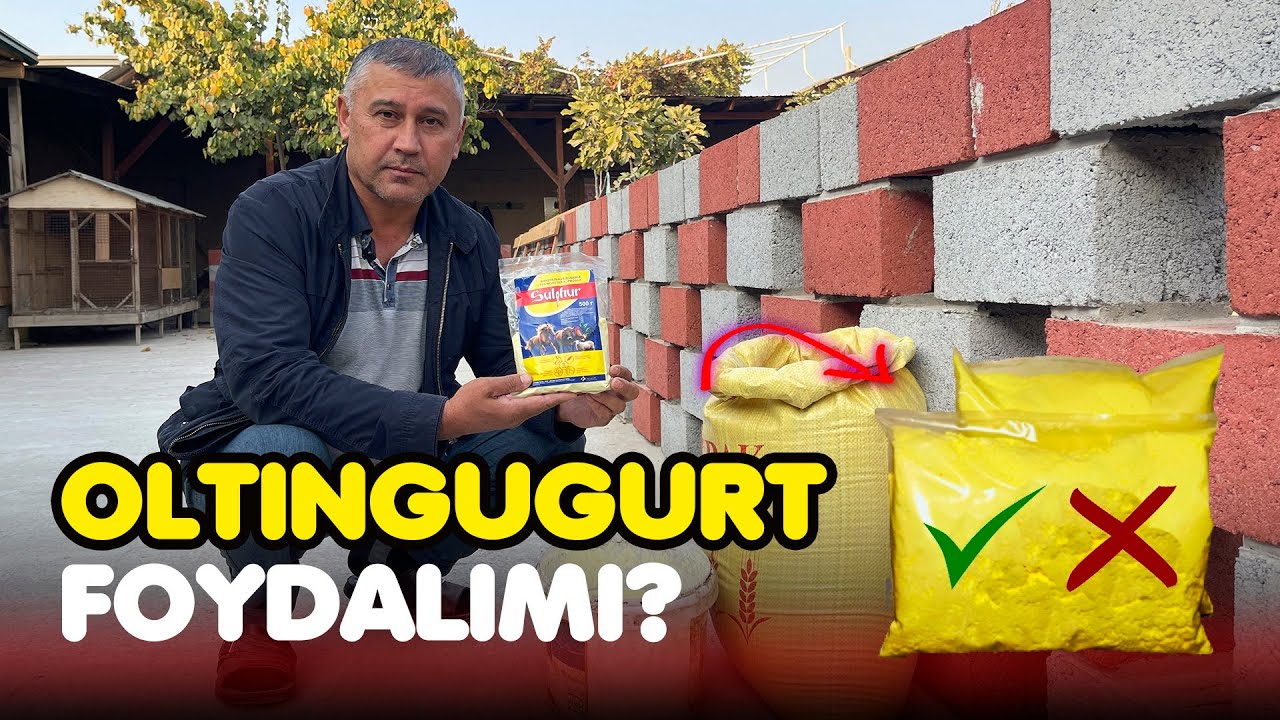 OLTINGUGURT FOYDALIMI?