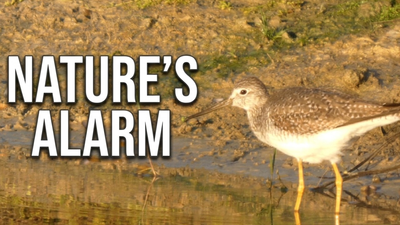 Greater Yellowlegs: The Lake Sentinel