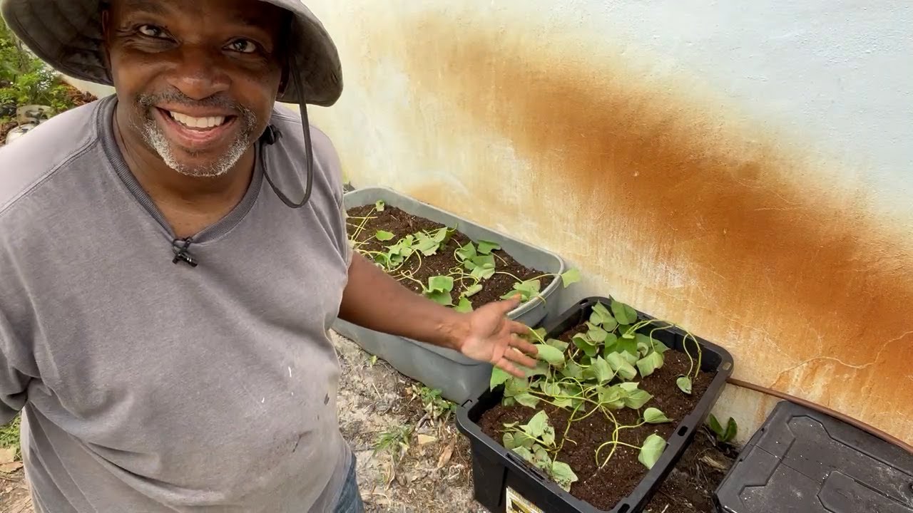 Container Sweet Potatoes
