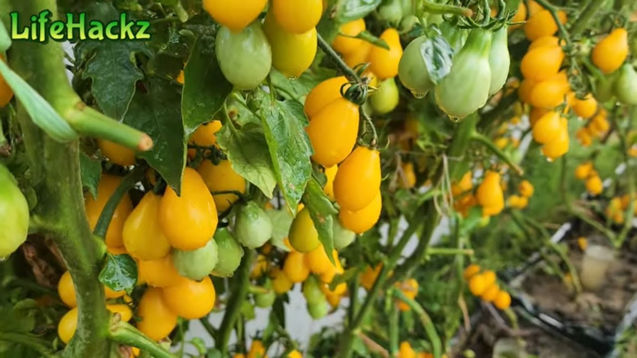 Yellow cherry Tomato plant growing TIPS