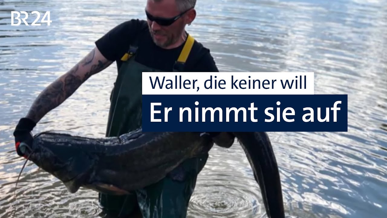 Ein Weiher für die Waller | Abendschau | BR24