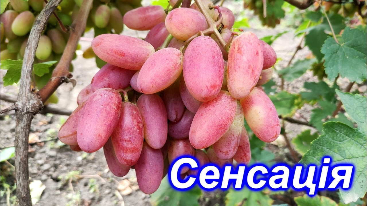 Сенсация 2022