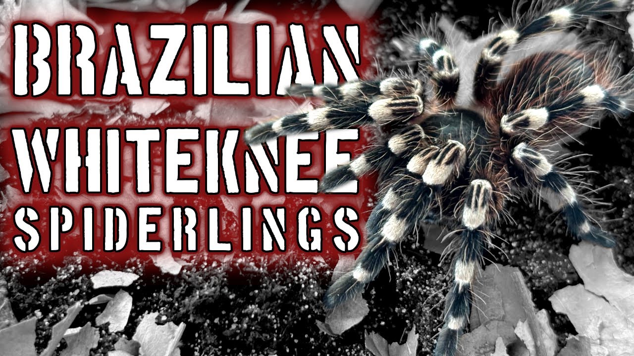 Moving Brazilian Whiteknee spiderlings #tarantulas #tarantula #spider