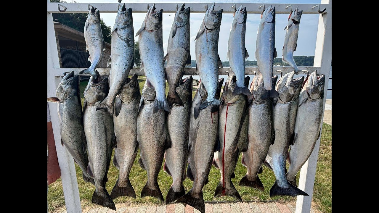 Insane Salmon Bite Aug 2 Ludington 60 Minutes and 20 bites!