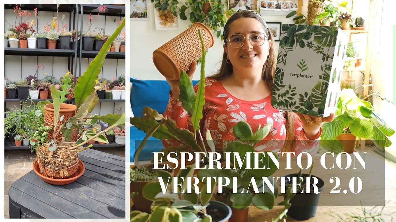 PIANTE GRASSE in IDROPONICA con Vertplanter | #idroponica @Vertplanter