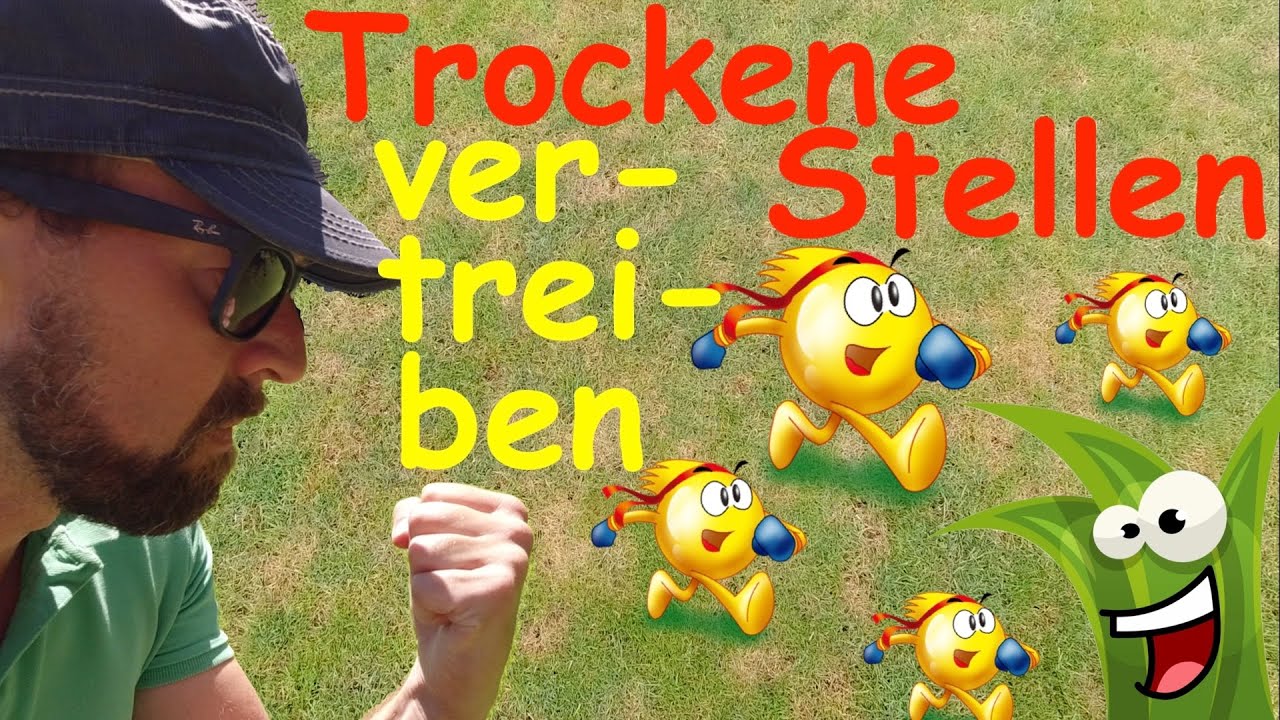 GG Theorie- Trockene braune kahle strohige weiße helle Stellen u Pilze/ Poa Annua im Rasen bekämpfen